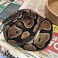 Angelica and her first clutch