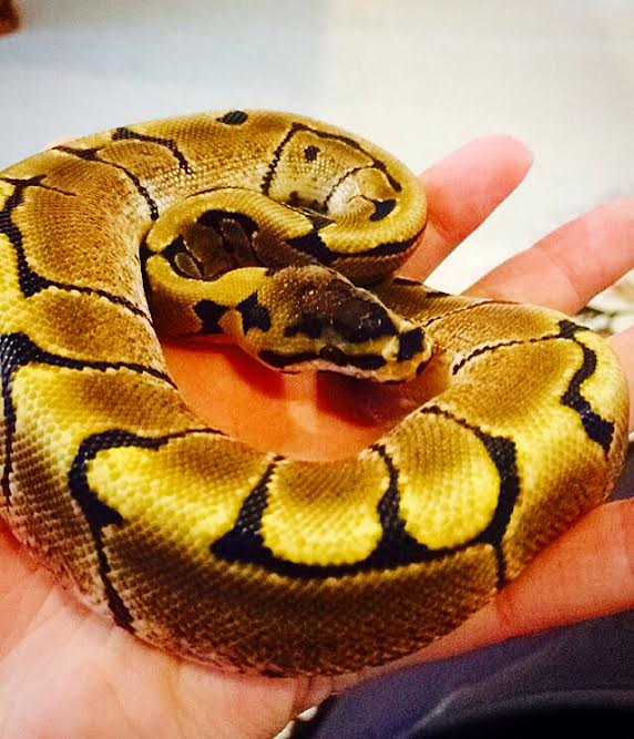 First pic of copper