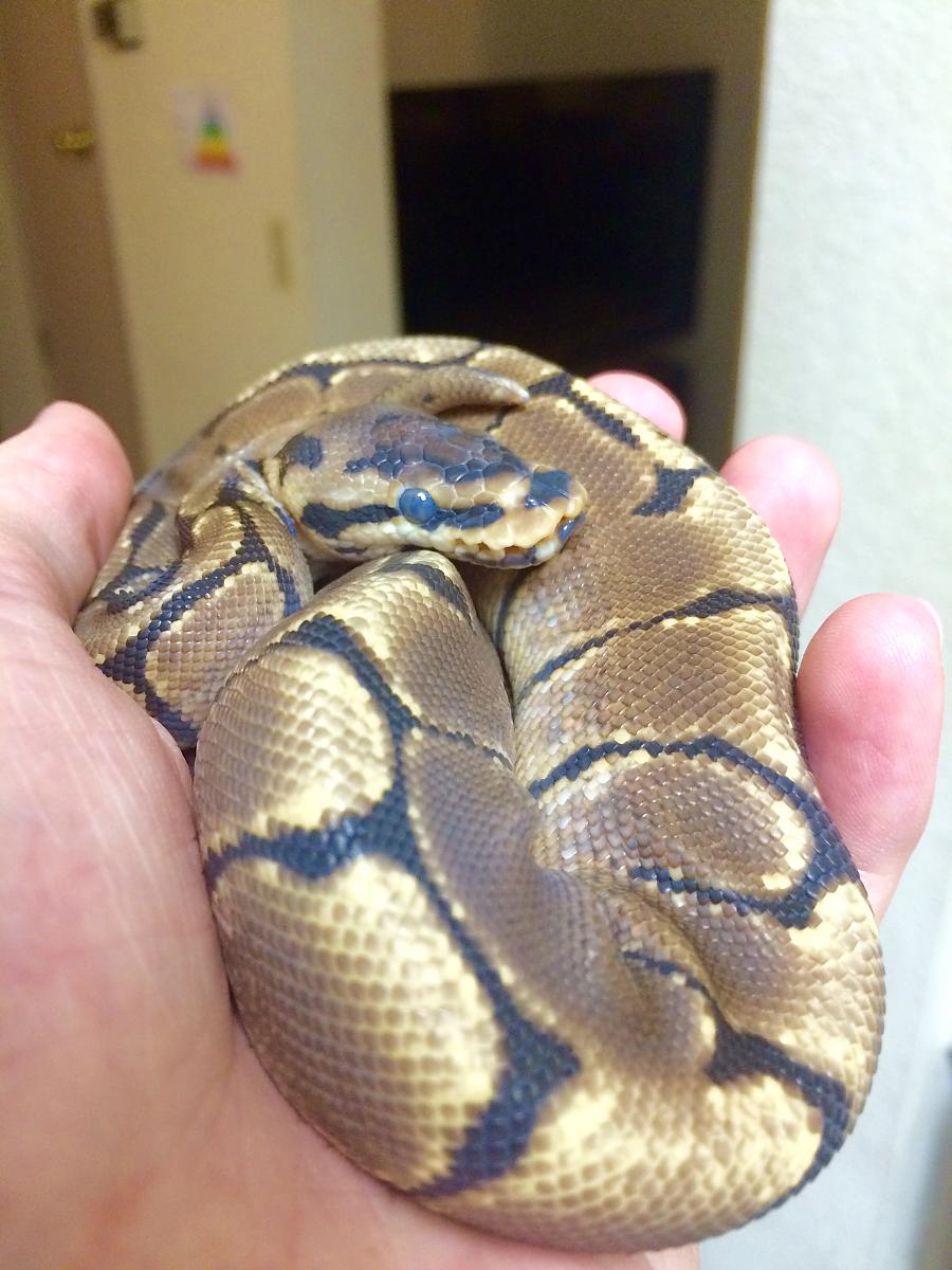 Shedding?