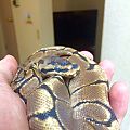 Shedding?