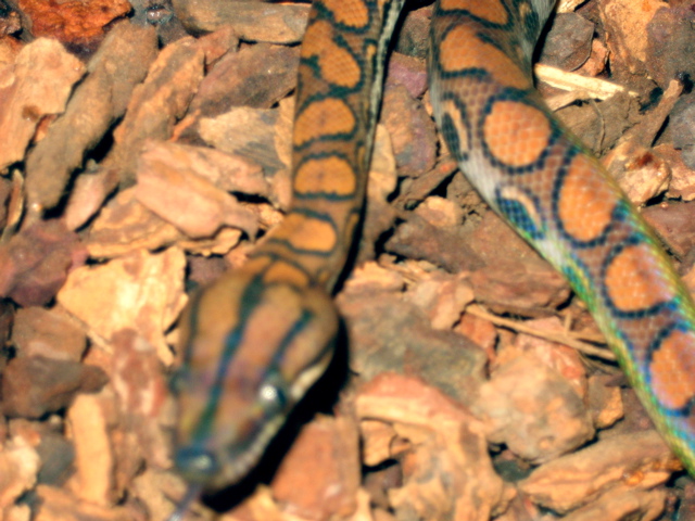 Brazilian Rainbow Boa