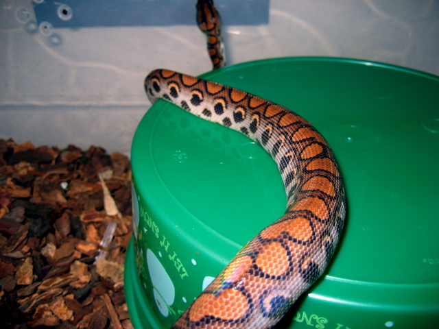 Brazilian Rainbow Boa