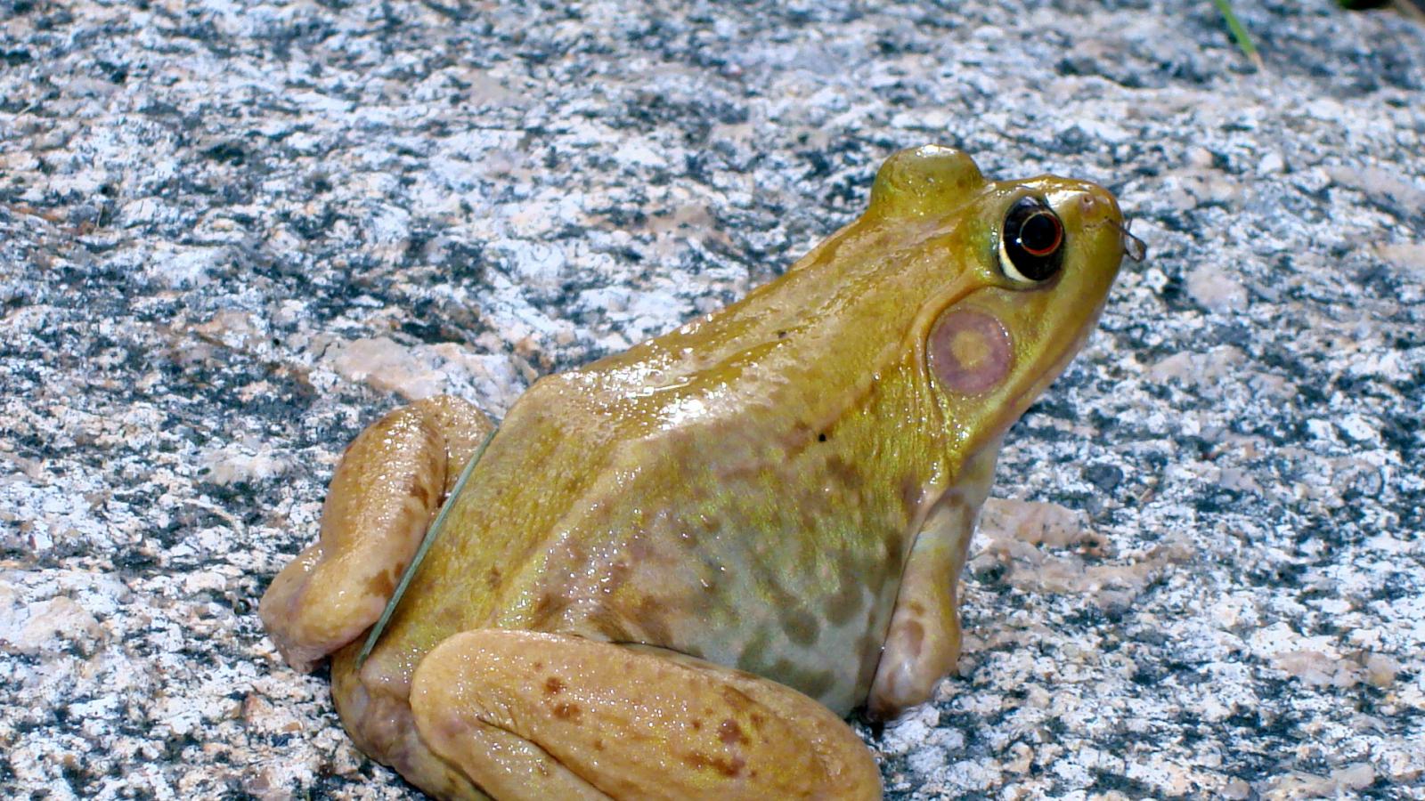 yellow bull frog