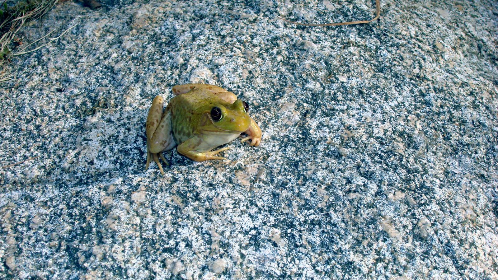 yellow bull frog