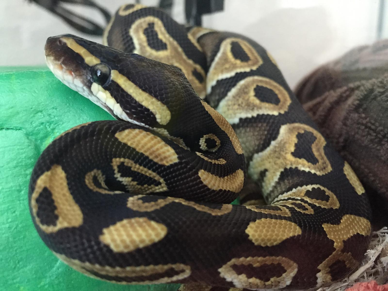 Snakelove