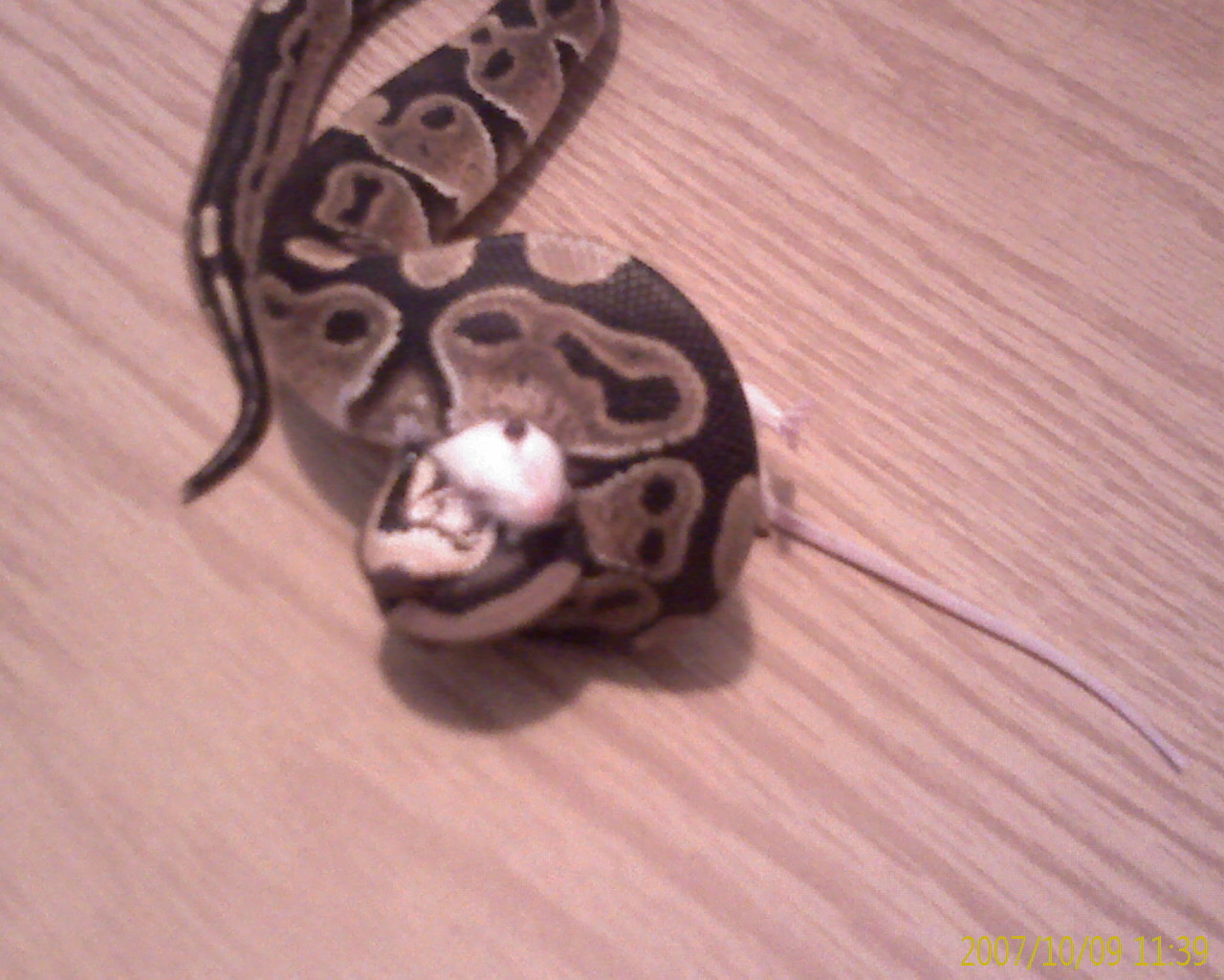 kaa45687