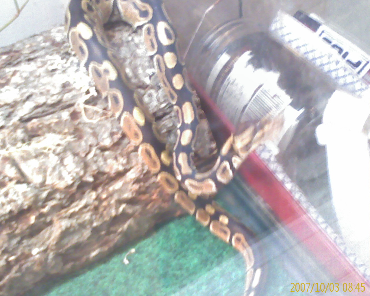 kaa54646