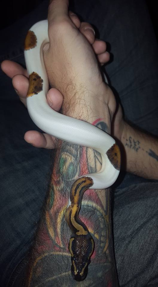 pied 1