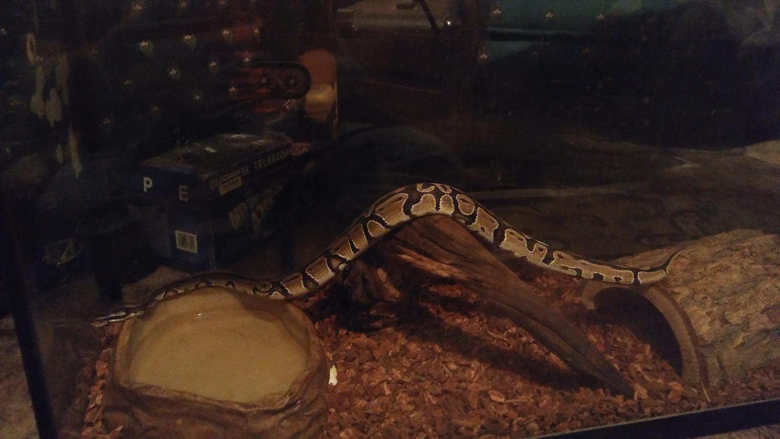 New snake