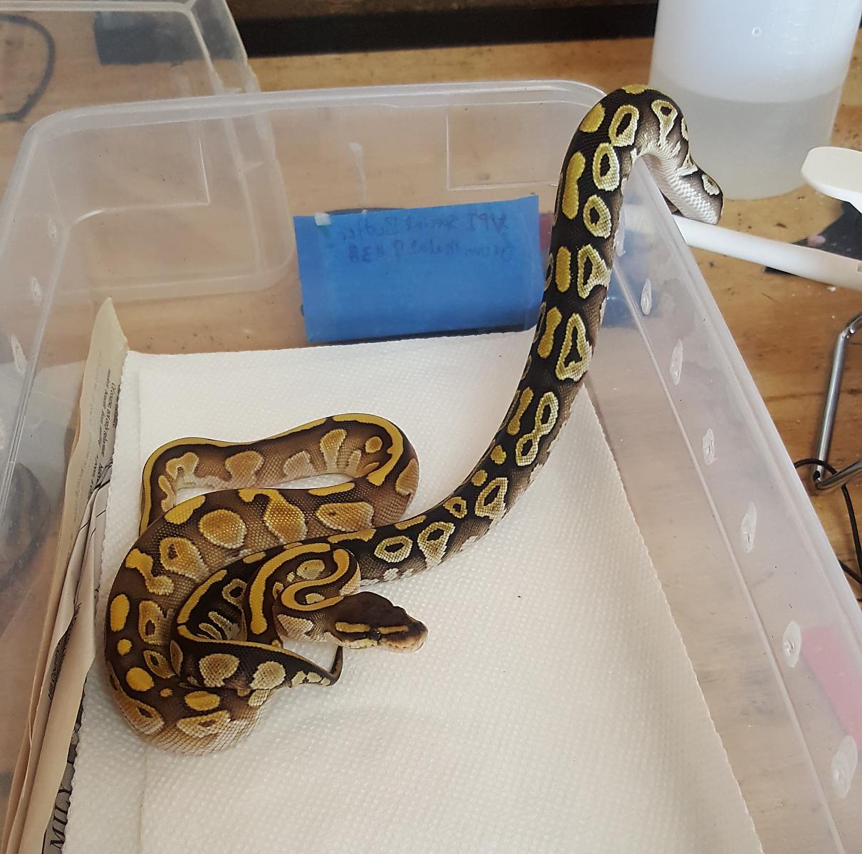 Butter and Mojave