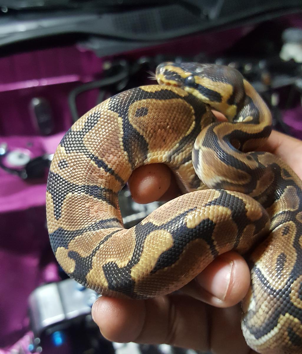 Baby male Enchi