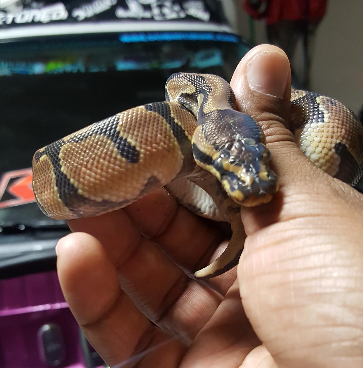 Baby male Enchi