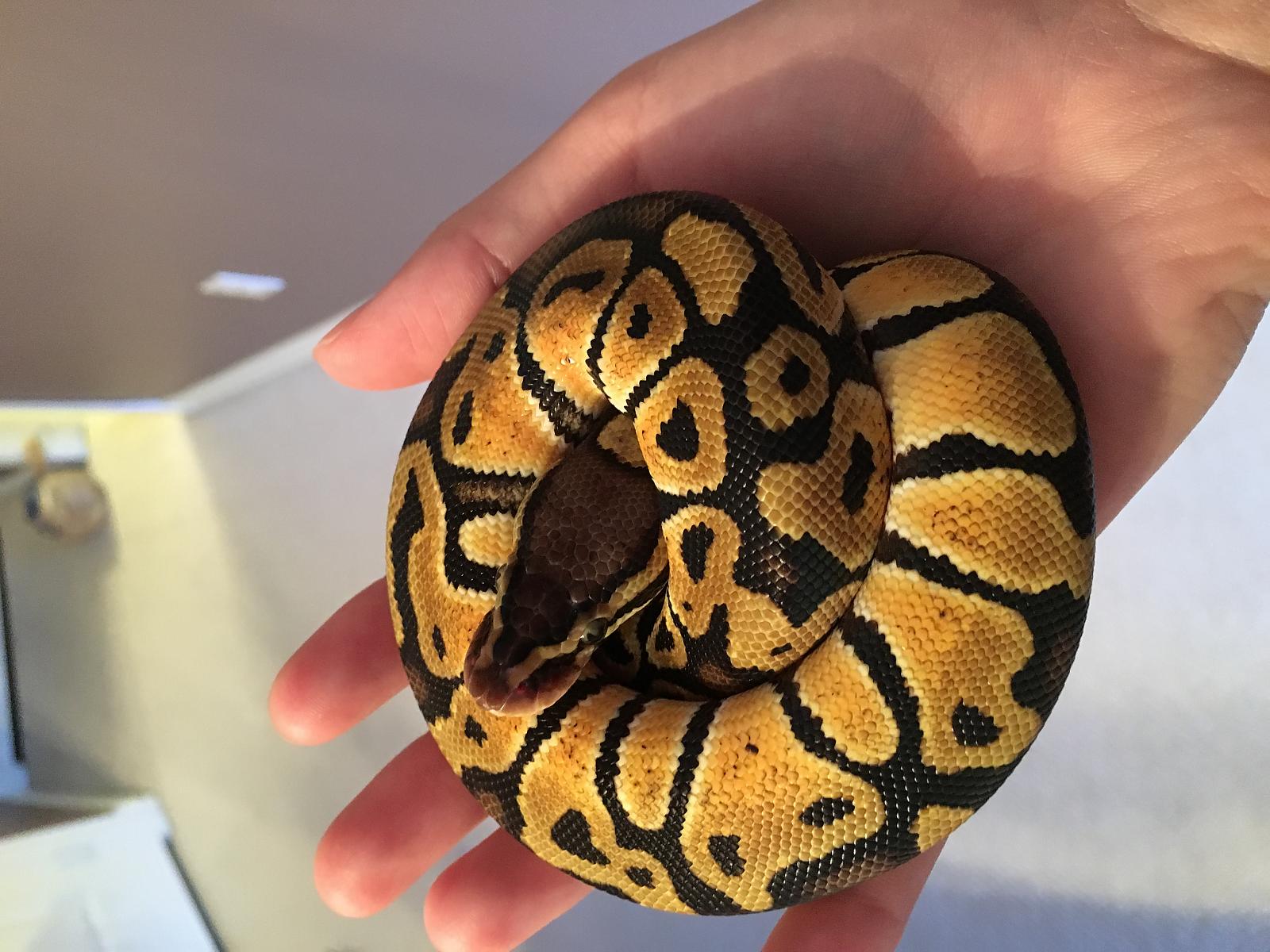Jeffrey in a ball!