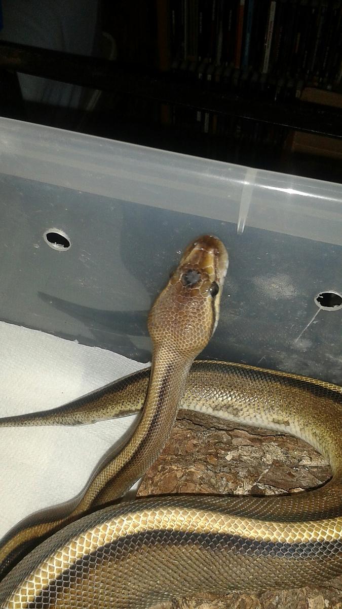 genetic stripe with  something special