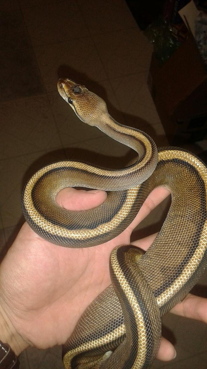 genetic stripe with  something special