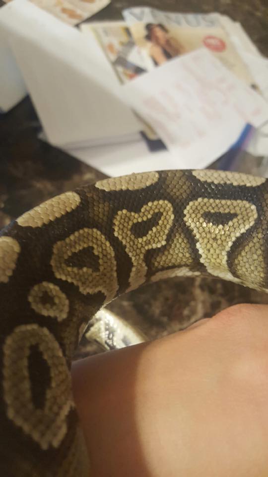 Cinny? Normal? Mojave?