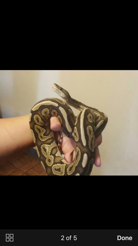 Cinny? Normal? Mojave?