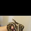 Cinny? Normal? Mojave?