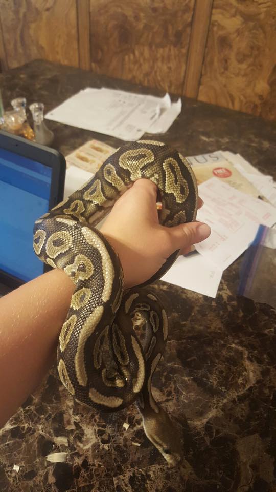 Cinny? Normal? Mojave?