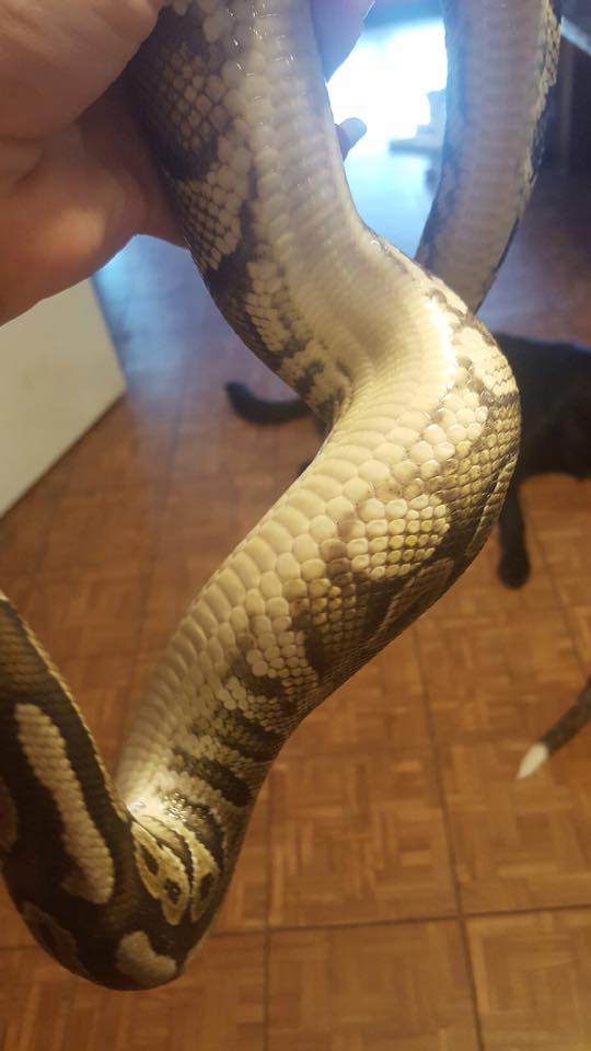 Cinny? Normal? Mojave?