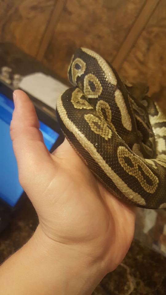 Cinny? Normal? Mojave?