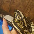 Cinny? Normal? Mojave?