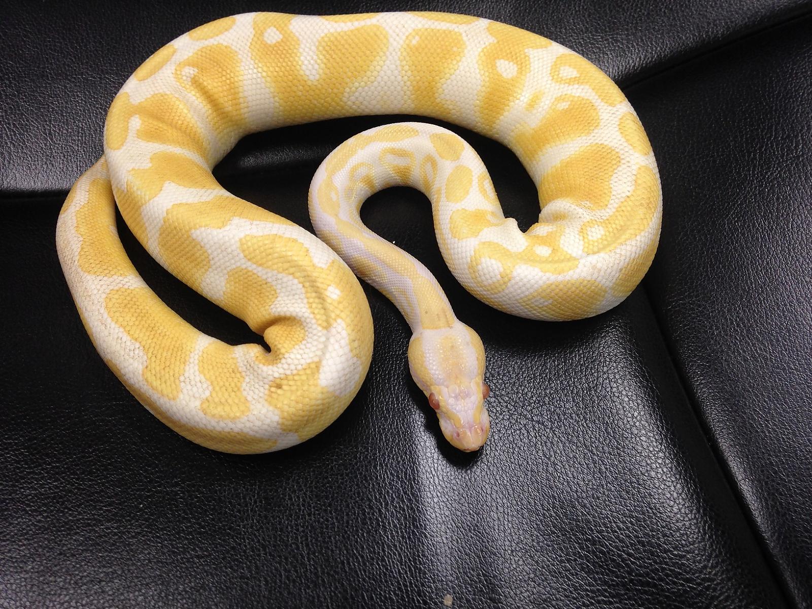 ptomoson blondie