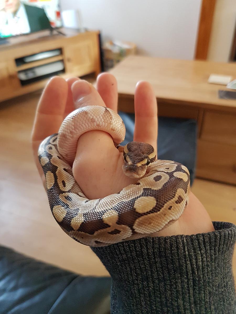 Mr Slithers