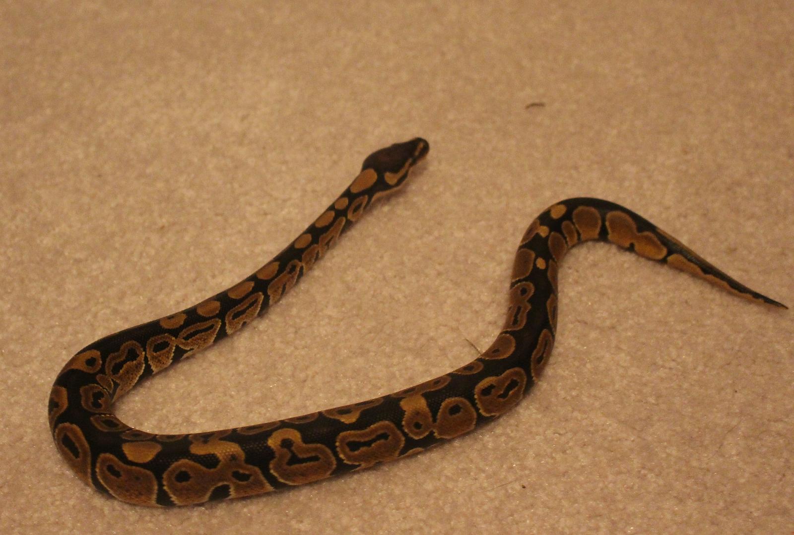snake 2