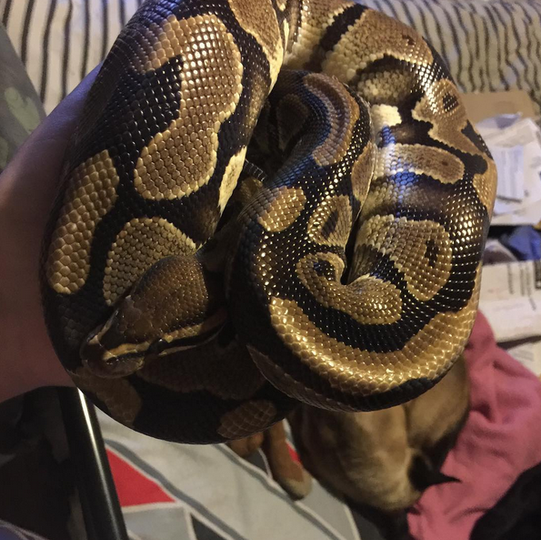 Snakess