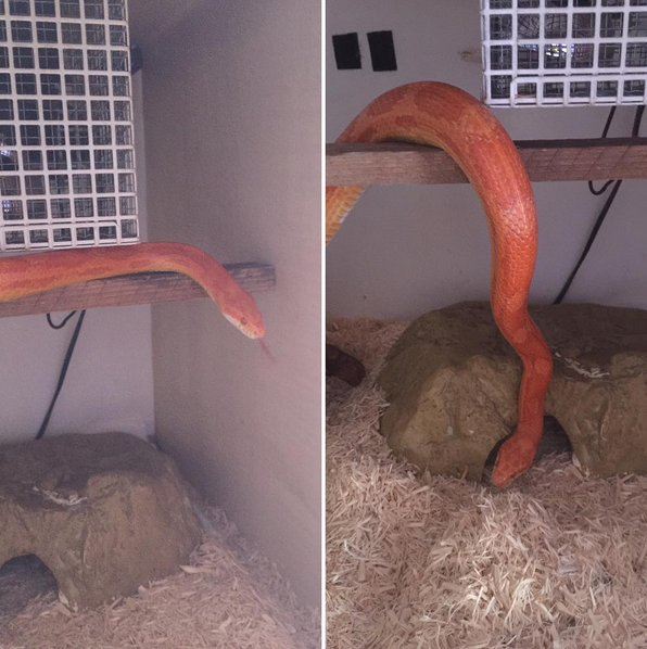 Snakess