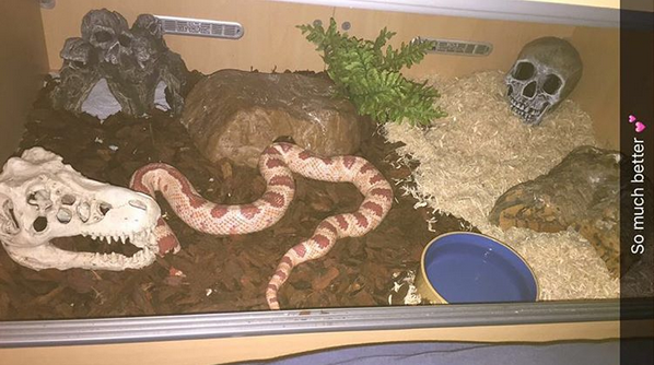 Snakess