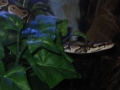 my snake
