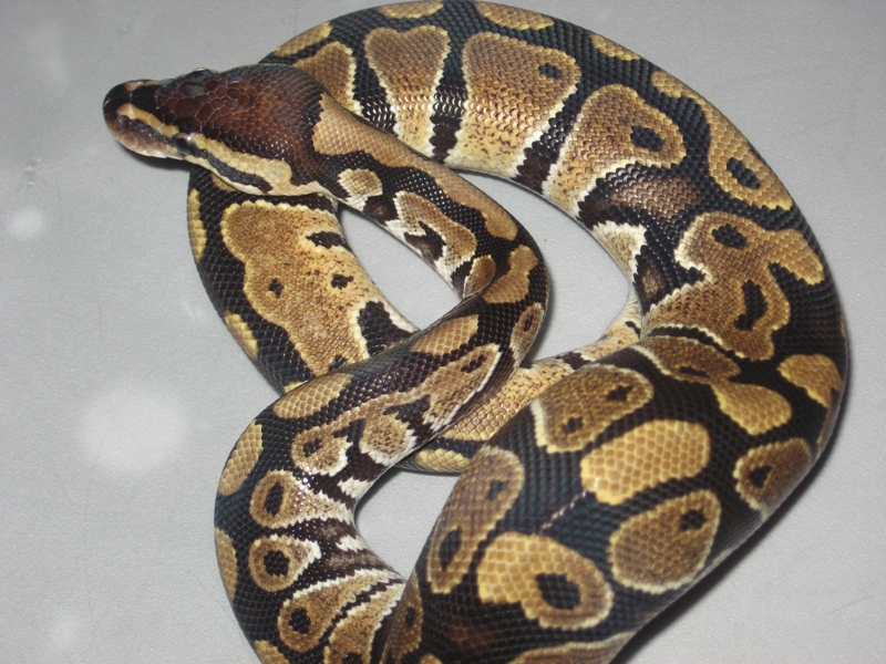 slimy2_304421