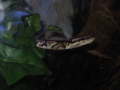 my snake