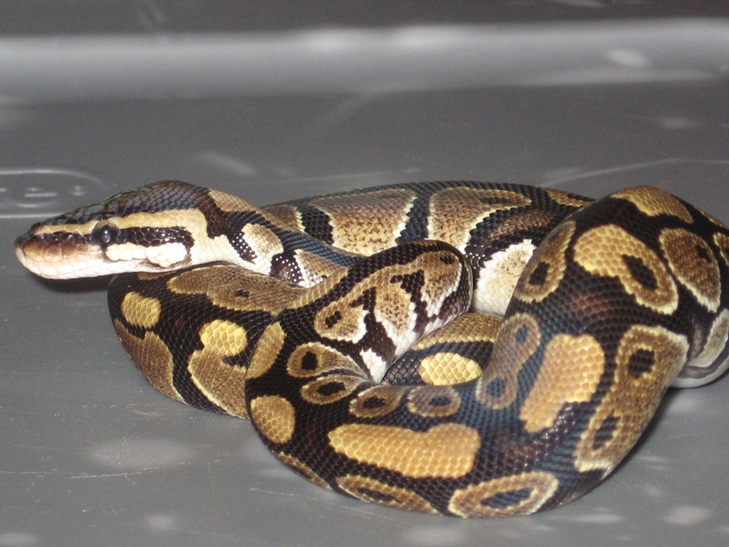 slimy4_825894