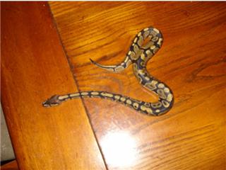 Severus Snake 3