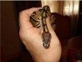 Severus Snake1