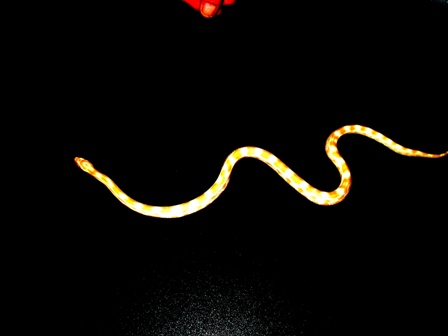 Steve the butter corn