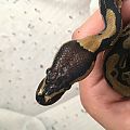 New owner