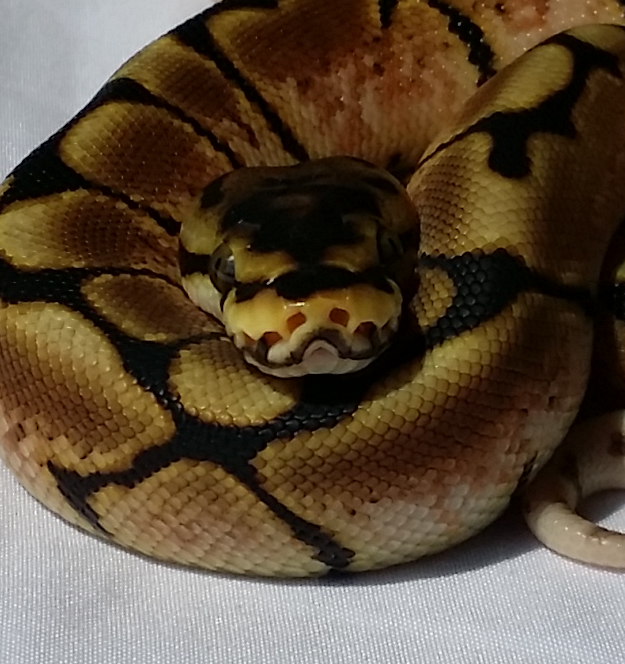 Lesser Pewter x Bumblebee 2016