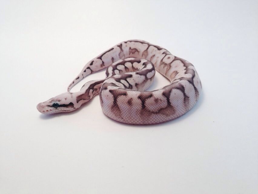 Lesser Pewter x Bumblebee 2016