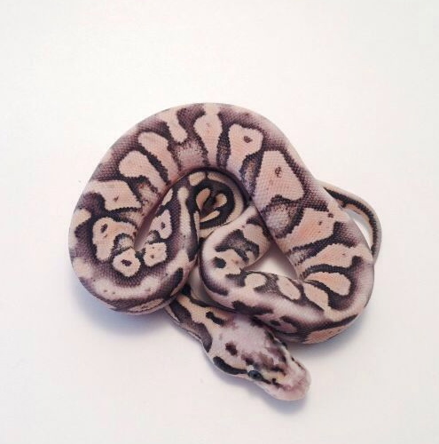 Lesser Pewter x Bumblebee 2016