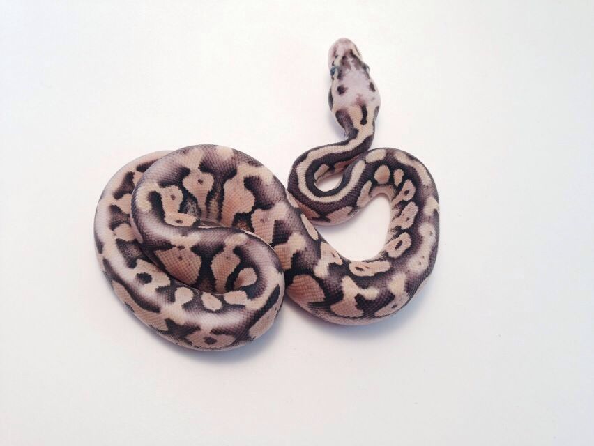 Lesser Pewter x Bumblebee 2016