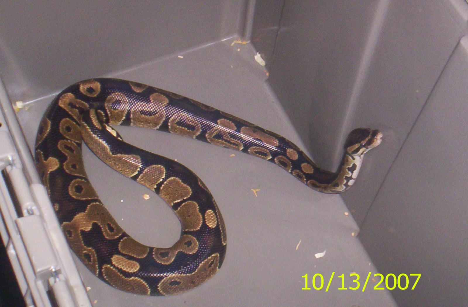 Ephdion my 1 year old Ball Python