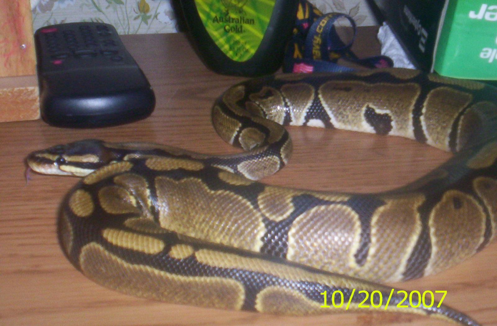 Haemen my 1 year old Ball Python