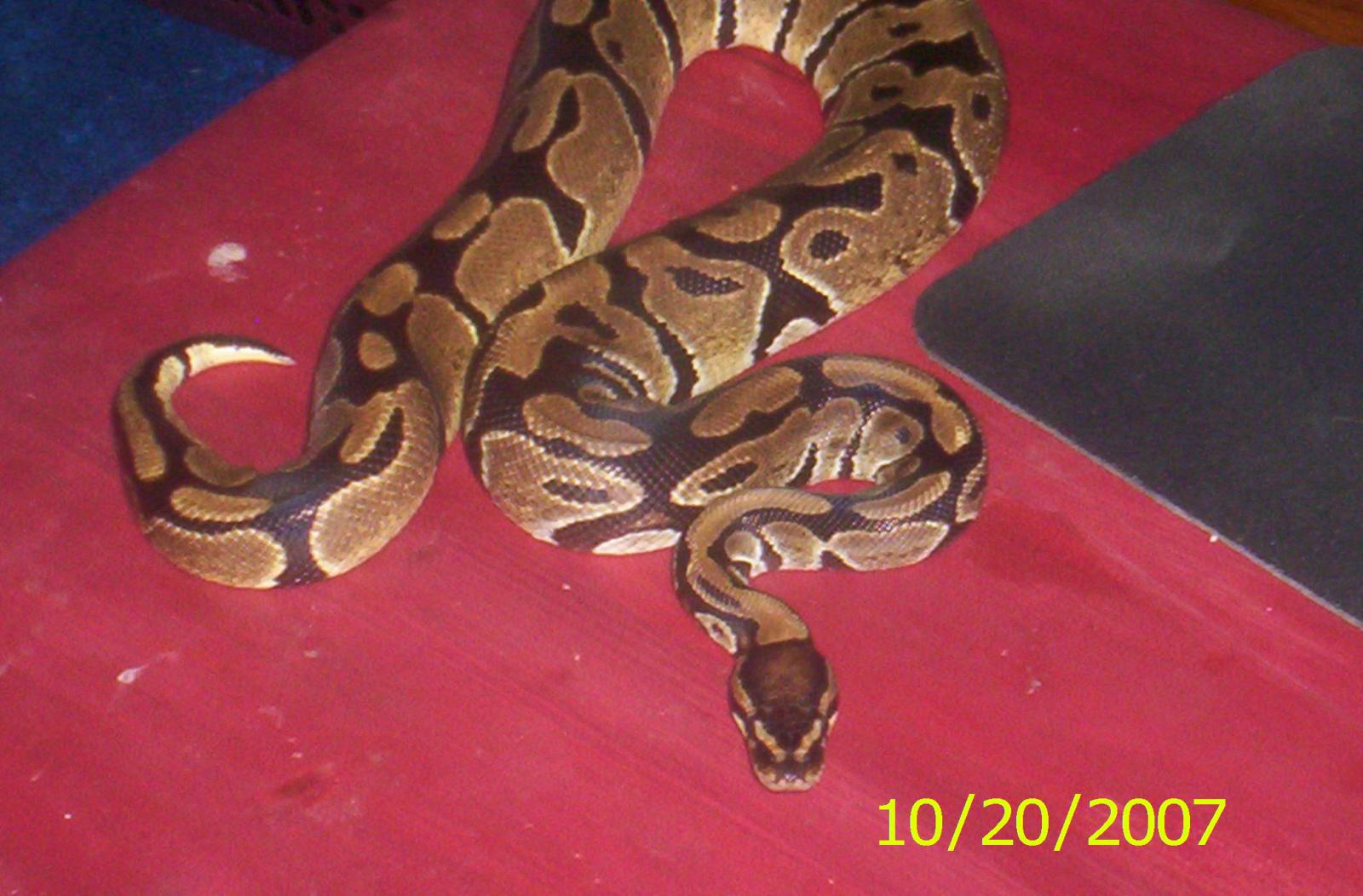 Prizom my 2 year old Ball Python