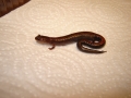 Redback Salamander 1