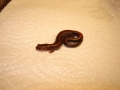 Redback Salamander 3