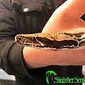 2016 Female Sumatran Short Tail Python